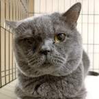ヨシヒロ