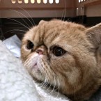 福