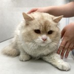 りょうま