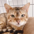 シャンクス