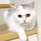 シャイニー