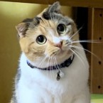こまめ