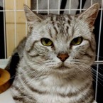 koko