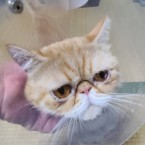ニモ