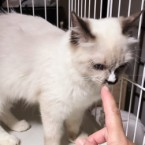 キック
