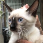 アントン
