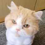 アライジェ