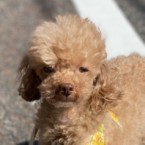 のこ