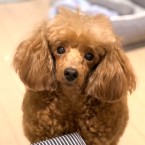ダンボ