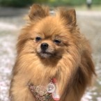 シャネル