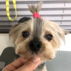 糸