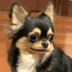 ピンナ