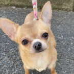 ワカ