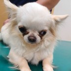 モモリン