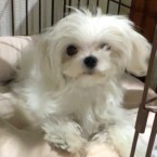 リヨン