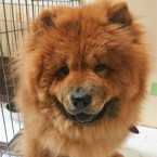 こもも