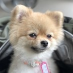 パオ