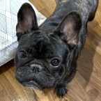 マム