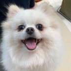 リリリン