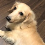 ネア