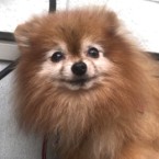 スコット