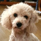 あんみつ