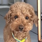 れいあ