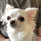 風ツーの子