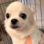 パピプ