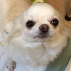 アリコ