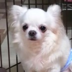 ゆずる