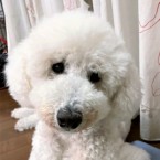 かりん