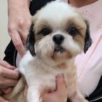 いちよう