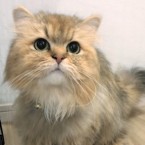 金太郎