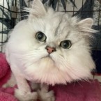 小鉄