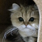 ハマグリ
