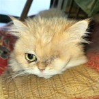 アワビ