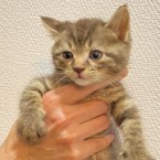 TARO