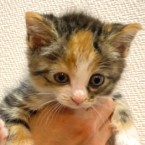 HANA