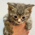 だいず(大豆)