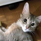 ひなの