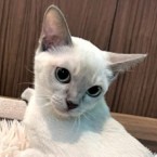 ちさ