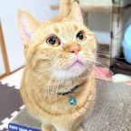 いなり