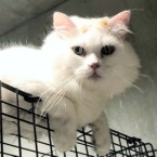 はんぺん