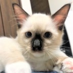 テテ