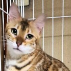 ヒデコ