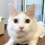 コナ