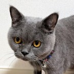 まりも
