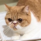 しろみ