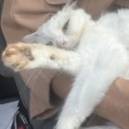 キララ